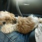 durmiendo en el coche